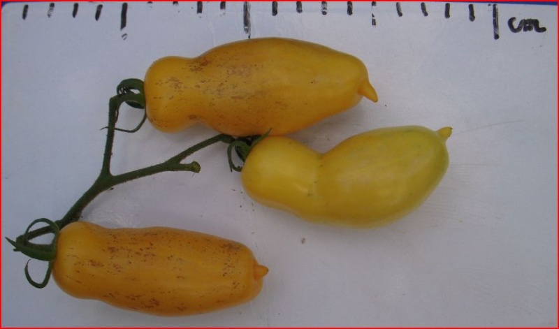 Fichier:Tomate banana legs op-2.jpg