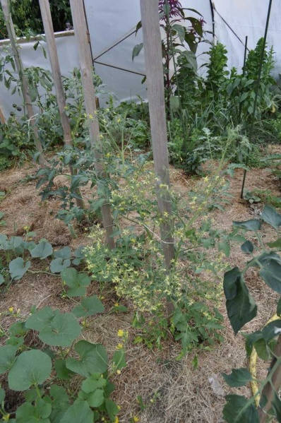 Fichier:Tomate barrys Crazy Cherry.jpg