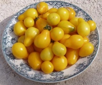 Tomate beam s yellow pear.jpg