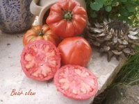 Tomate bear claw.jpg