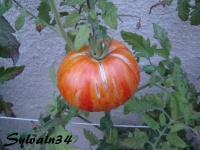 Tomate beauty king op-1.jpg