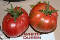 Tomate beauty lottringa.jpg