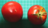 Tomate beliy naliv-1.jpg
