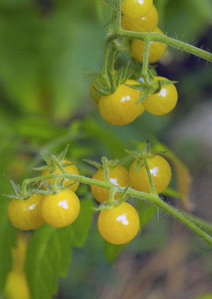 Fichier:Tomate bianca.jpg