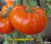 Tomate big rainbow op.jpg