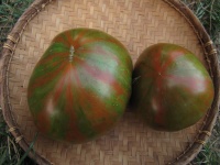 Tomate black and red boar.jpg