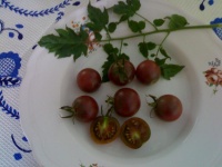 Tomate black cherry-1.jpg
