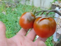 Tomate black ethiopian-1.jpg