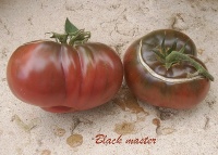 Tomate black master.jpg