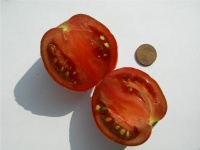 Tomate black prince-1.jpg