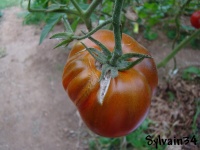Tomate black tom-1.jpg