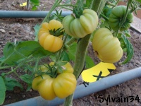 Tomate blanche d anvers-1.jpg