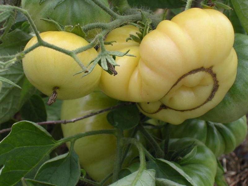 Fichier:Tomate blanche d anvers.jpg