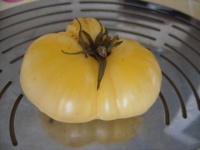 Tomate blanche de prusse op.jpg