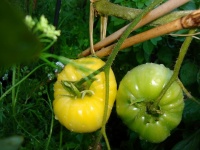 Tomate blanche yan.jpg