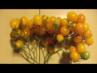 Tomate blond kopfchen op-1.jpg