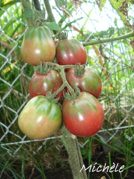 Fichier:Tomate boars hoof.jpg