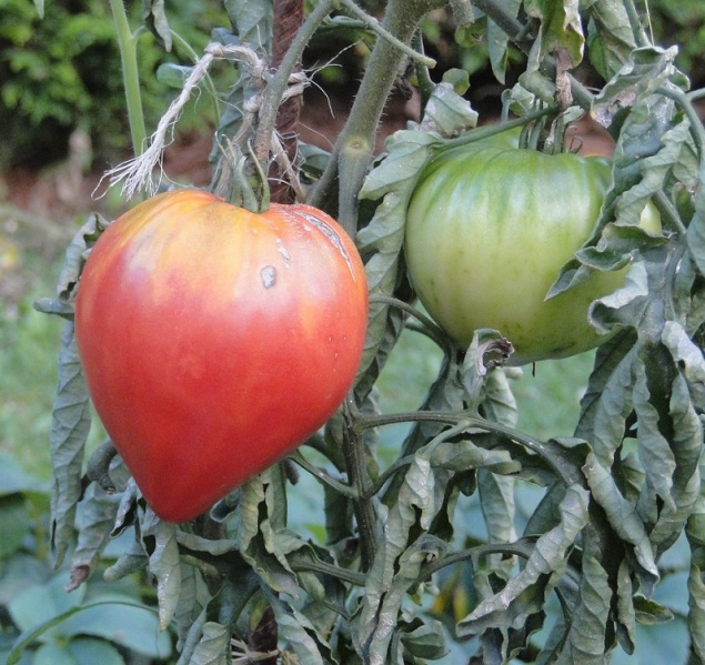 Fichier:Tomate bobbie-1.jpg