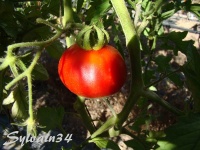Tomate box car willie-1.jpg