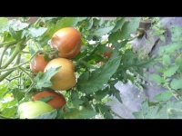 Tomate brad s black heart-1.jpg