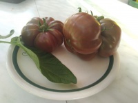 Tomate brandywine black potatoe leaf op (à feuille pomme de terre)-1.jpg