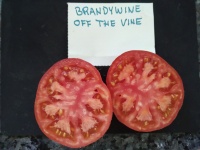 Tomate brandywine otv op-2.jpg