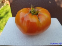 Tomate brandywine red rl.jpg