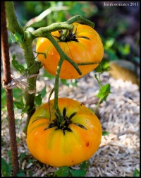 Tomate brown s yellow giant.jpg