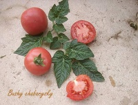Tomate bushy charbarysky.jpg