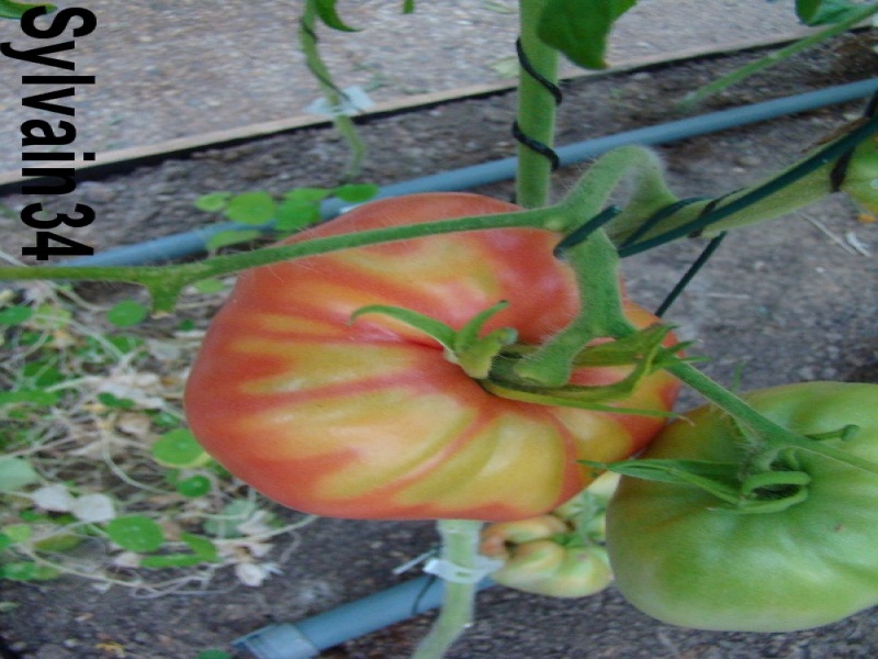 Fichier:Tomate butter and bull heart op-1.jpg