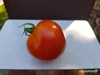 Tomate calypso-1.jpg