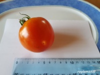 Tomate calypso-2.jpg