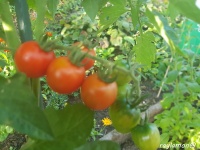 Tomate camp joy.jpg