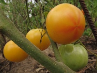 Tomate candy stripes.jpg