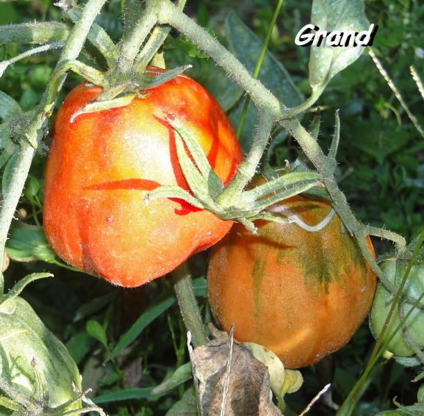 Fichier:Tomate canestrini-1.jpg