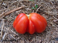 Tomate canestrini.jpg