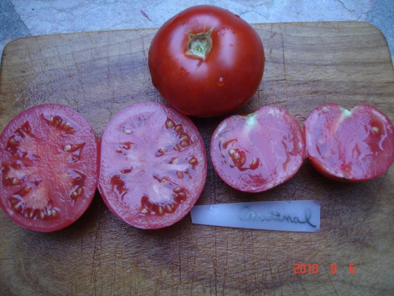 Fichier:Tomate cardinal op-1.jpg