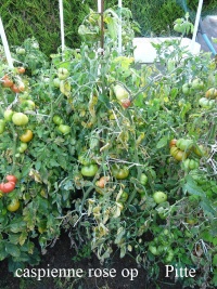 Tomate caspienne rose op-2.jpg