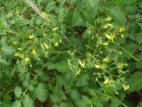 Tomate cerise jaune abel op.jpg