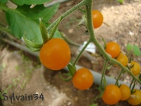 Tomate cerise orange-1.jpg