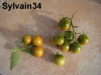 Tomate cerise verte-1.jpg