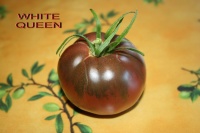 Tomate chernomor-2.jpg