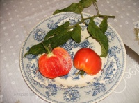 Tomate chianti rose op-1.jpg