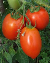 Tomate chuxa de braga.jpg