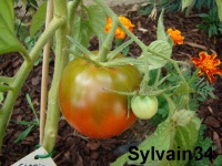Tomate clario purple-1.jpg