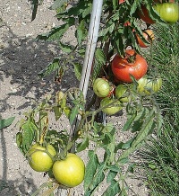 Tomate clear pink-2.jpg