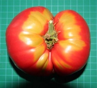 Tomate cleota pink-1.jpg
