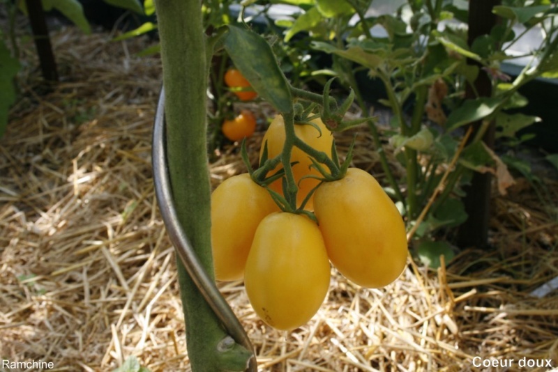 Fichier:Tomate coeur doux.jpg