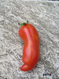 Tomate corne d ischia-1.jpg