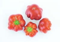 Tomate costoluto catanese-1.jpg